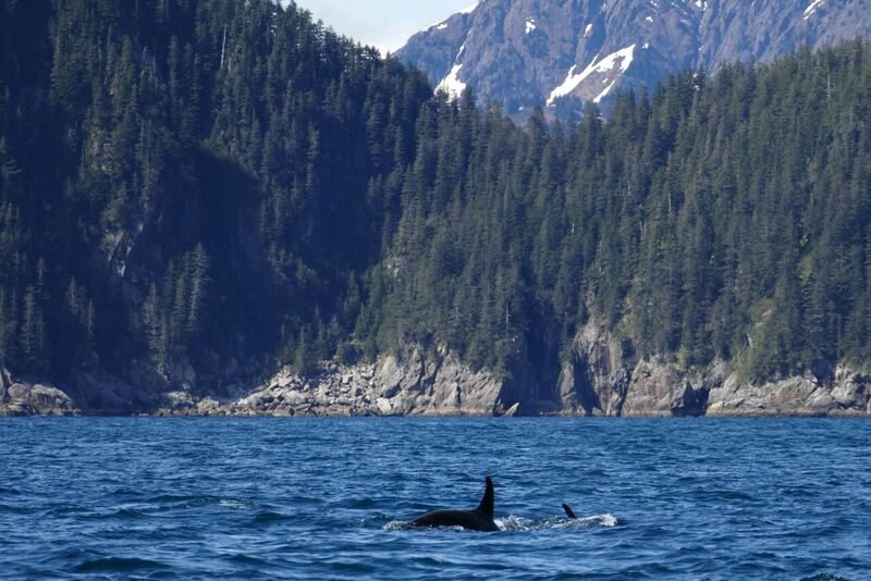 This photograph was taken in Alaska, and depicts an orca’s dorsal fin and back in the water. The background shows a cliff covered in trees and a mountain that reaches out of shot with snow cascading down.