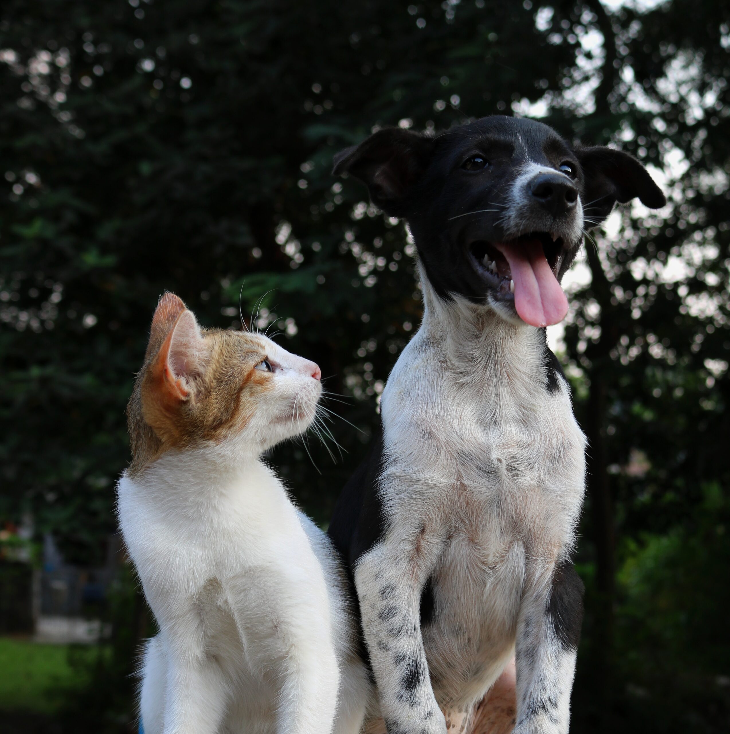 An orange and white cat sits beside a slightly taller black and white dog outside. The cat is looking up at the dog while the dog sticks its tongue out.