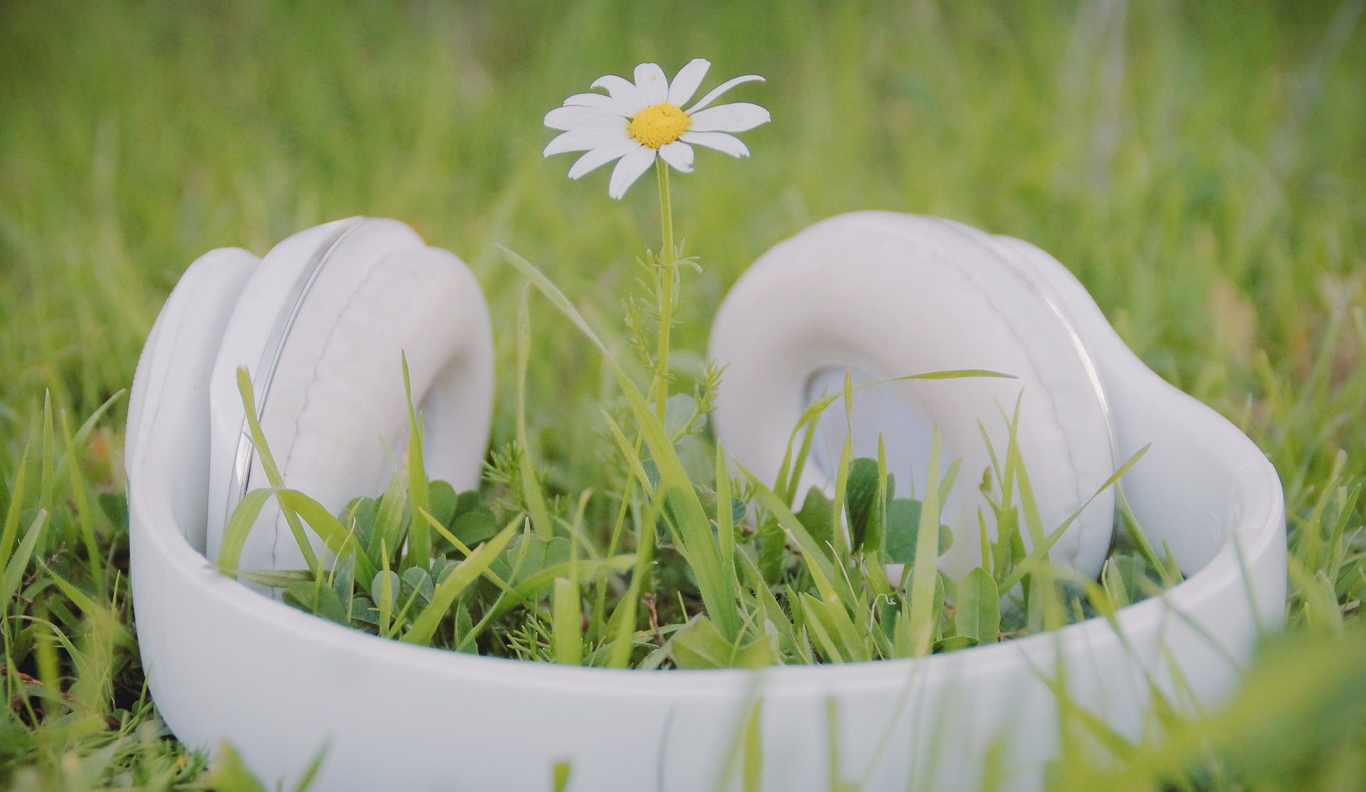 Image is of a set of white over the ear headphones in a green grassy field with a lone daisy poking out from in the middle of it. To represent listening to music in nature.