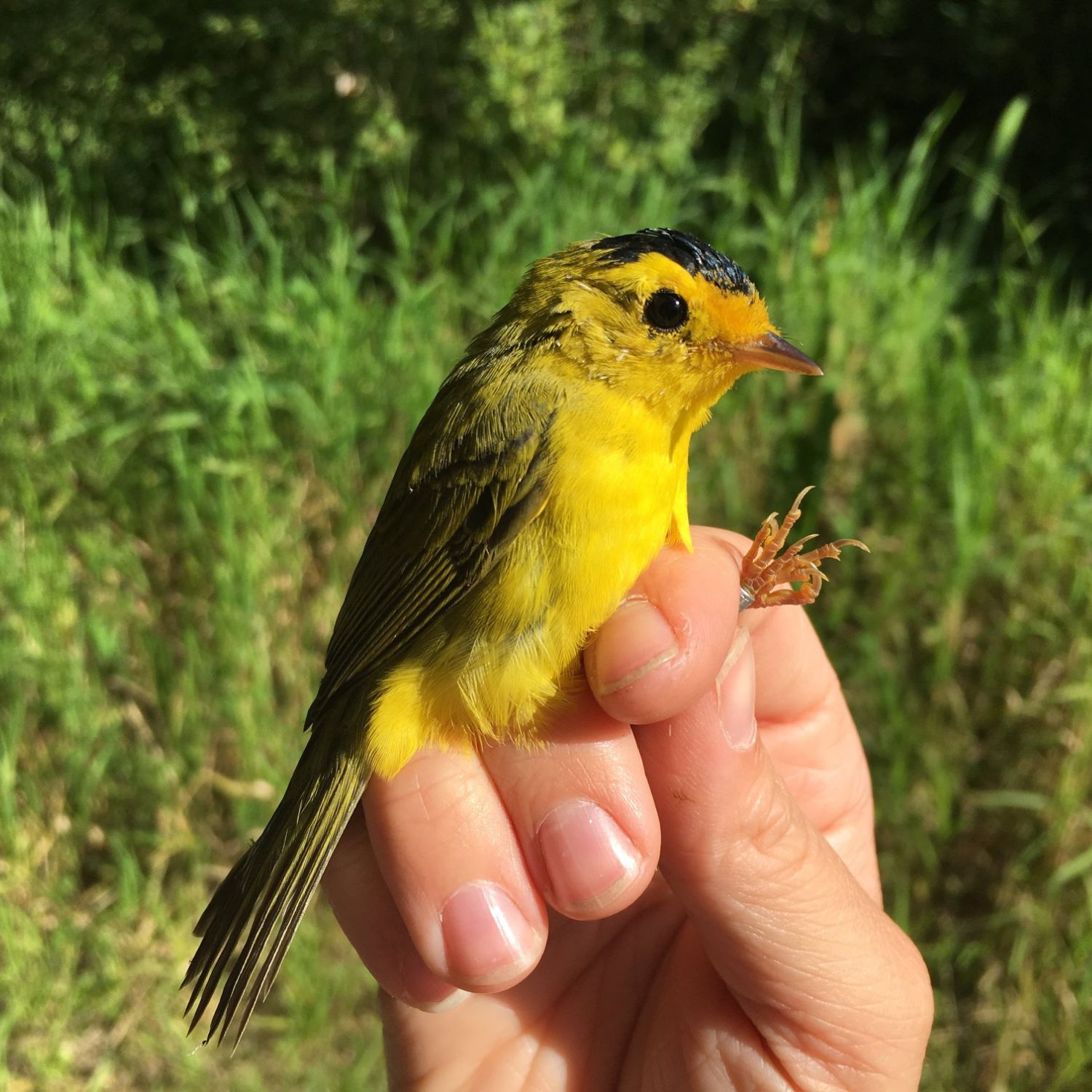 Hand holding Male Wilson's Warbler