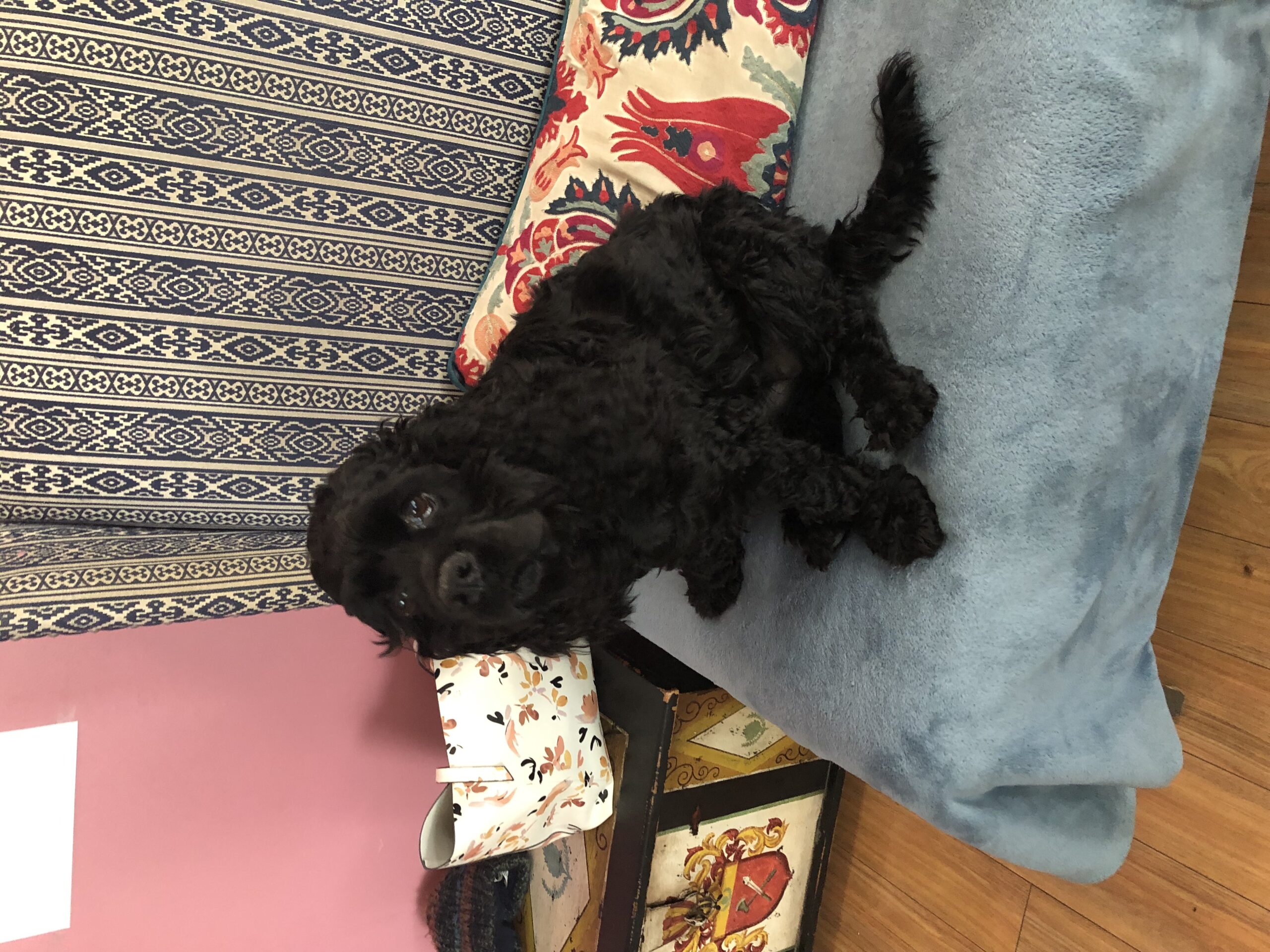 A black cocker spaniel sitting on a blue loveseat covered with a blue blanket and a colorful pillow